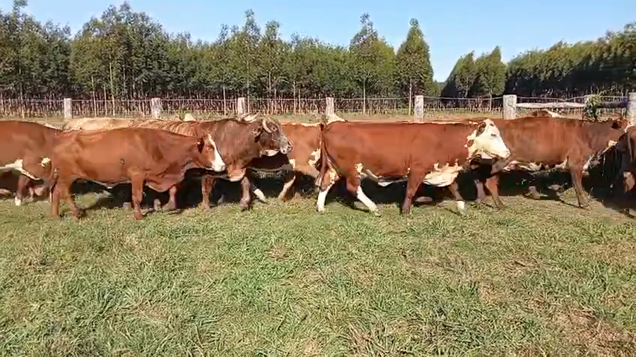 Lote 50 Vacas de invernar