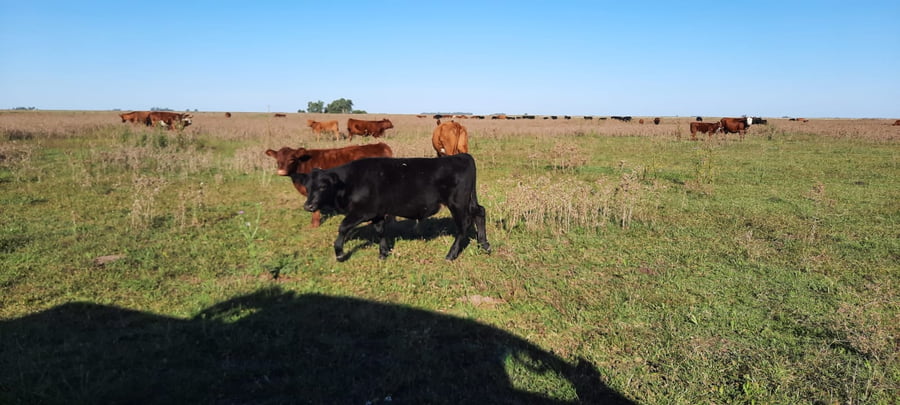 Lote 70 Terneros/as en Gral. Lamadrid, Buenos Aires