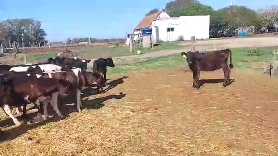 Lote 12 Terneros y Terneras CR Ho a remate en Pantalla Camy en Chamizo