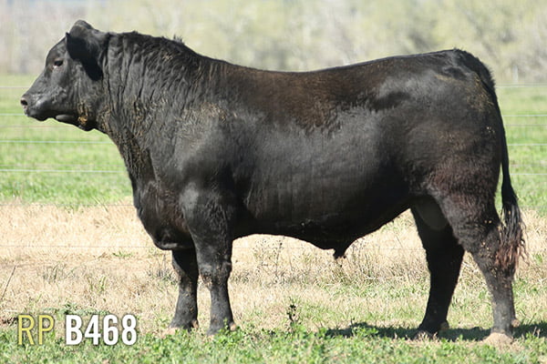 Lote 3 TOROS PUROS DE PEDIGREE