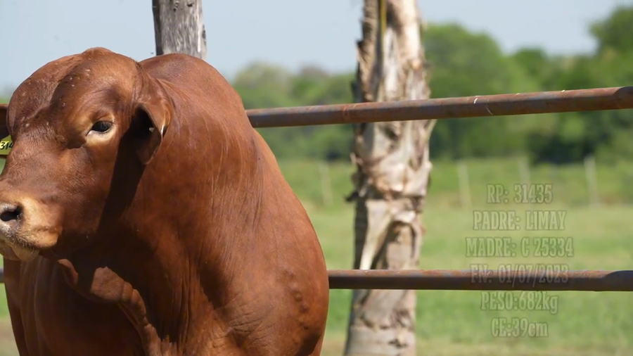 Lote Toro
