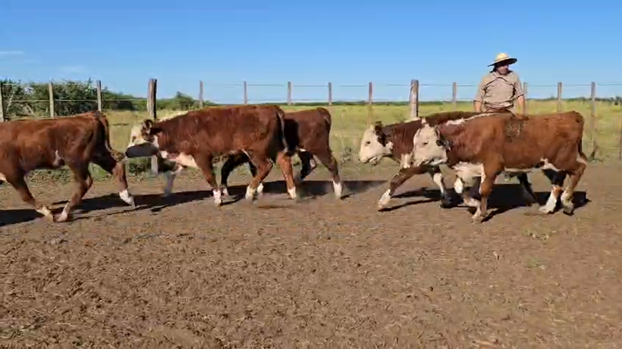 Lote 70 Terneros en Entre Ríos, Ceibas