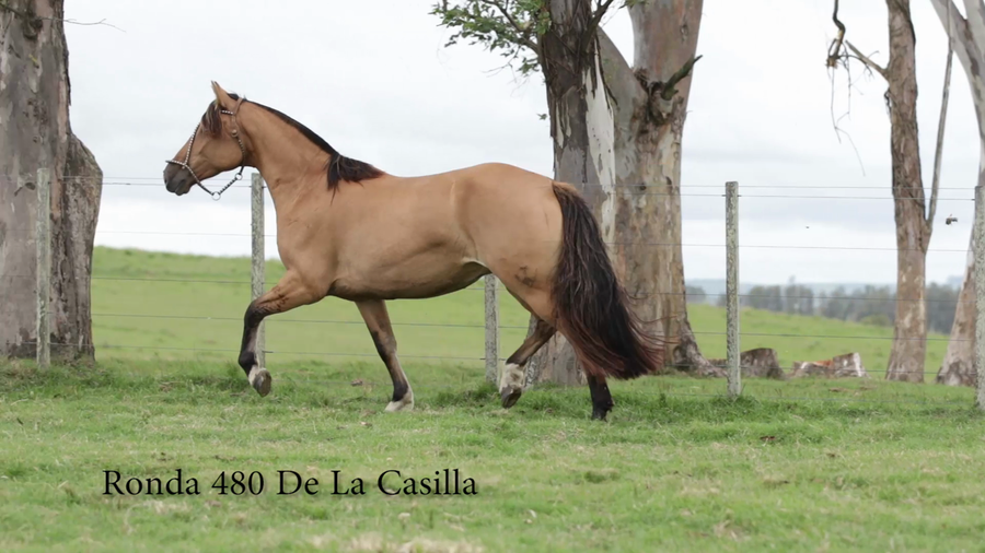 Lote Ronda 480 De La Casilla