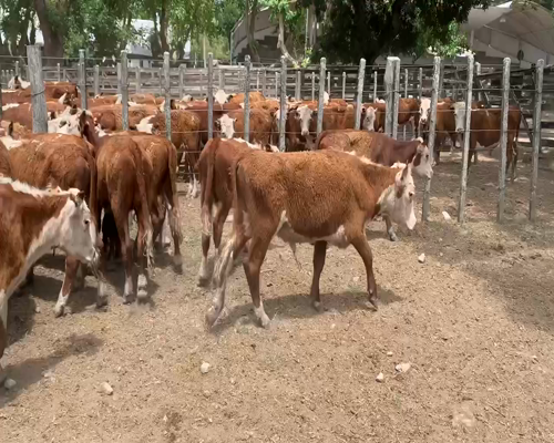 Lote 74 Terneros en Melo, Cerro Largo