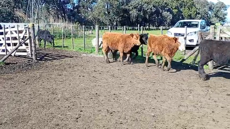 Lote 65 Terneros en Buenos Aires, Benito Juárez