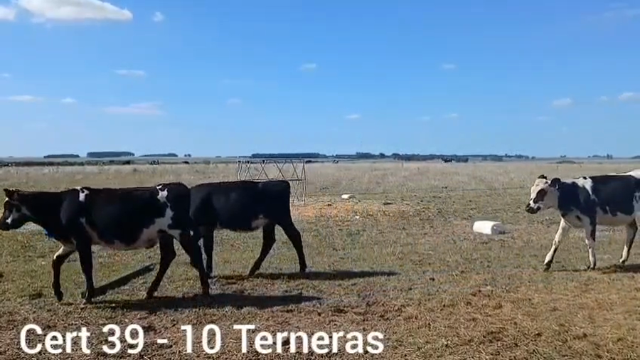 Lote TERNERAS
