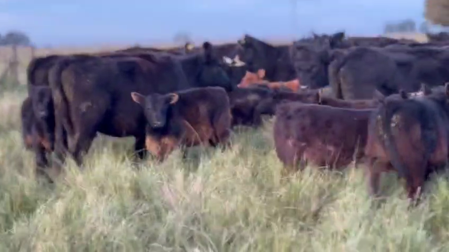 Lote 104 AL CTE ( NUEVA )