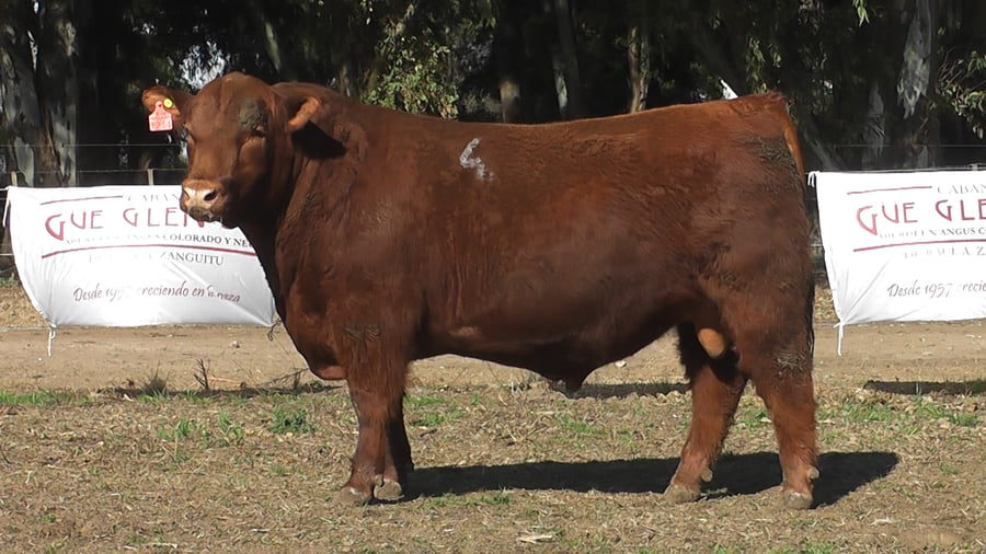 Lote TOROS PUROS DE PEDIGREE
