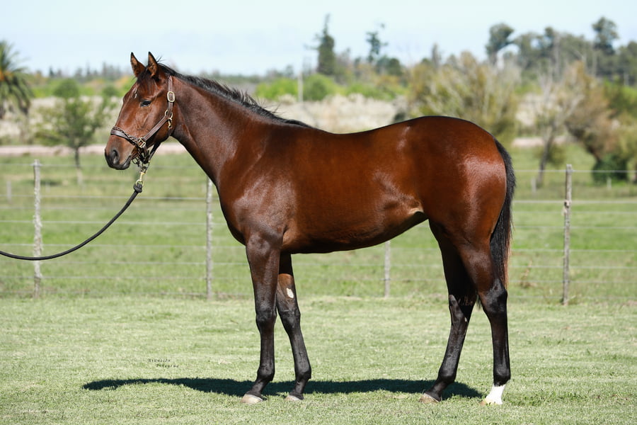 Lote ALLYOUNEEDISLOVE