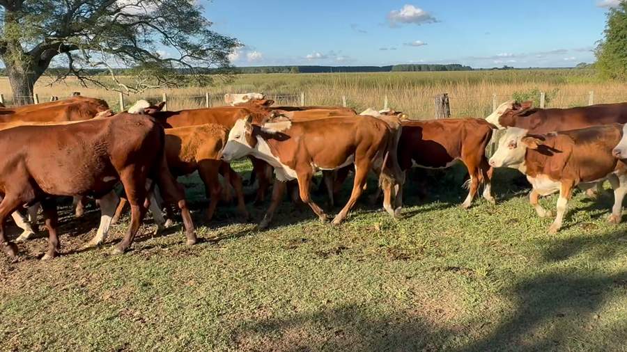 Lote 30 Novillos en Corrientes, Concepción