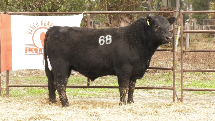 Lote TOROS ANGUS NEGROS  PC