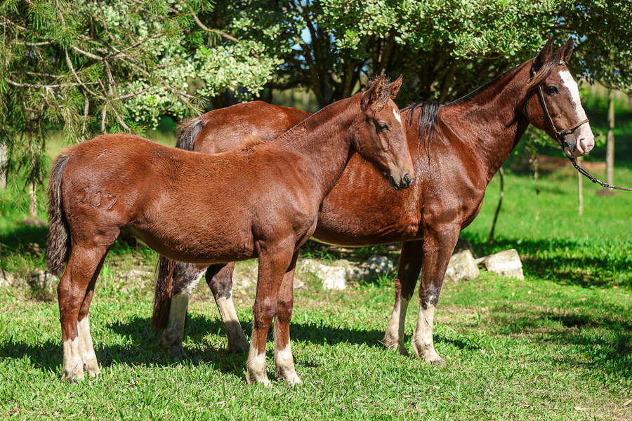 Lote RZ YEGERA DA CARAPUÇA