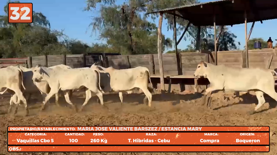 Lote LOTE 32