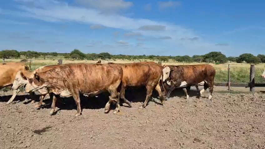 Lote 33 Vacas p/ invernar en Corrientes, Curuzu Cuatia