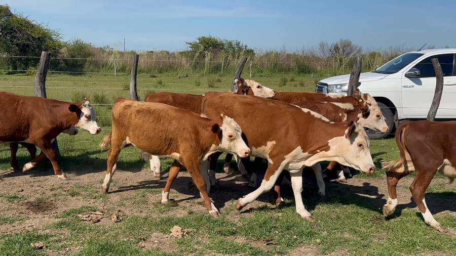 Lote 35 Terneros/as en Corrientes, Curuzu Cuatia