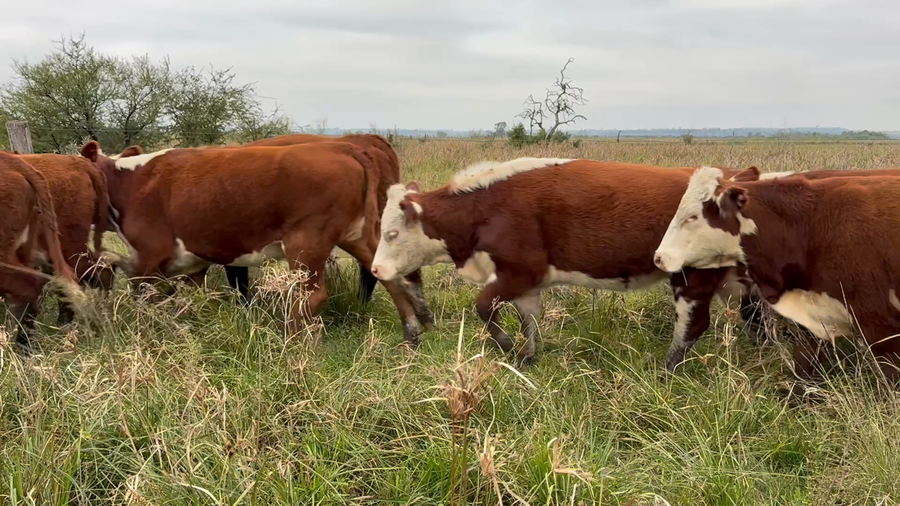 Lote 25 Novillitos y vaquillonas en Corrientes, Monte Caseros