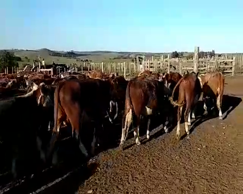 Lote 120 Novillos en Florida, Florida