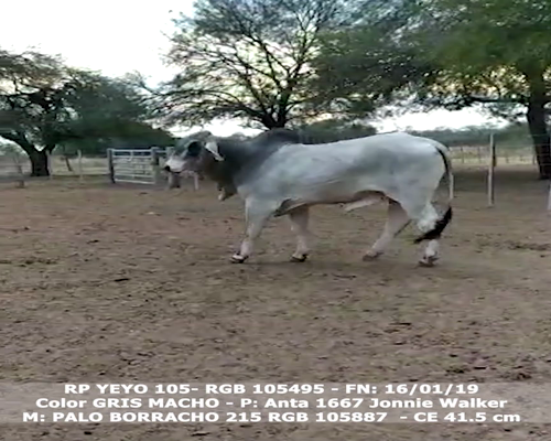 Lote YEYO 105