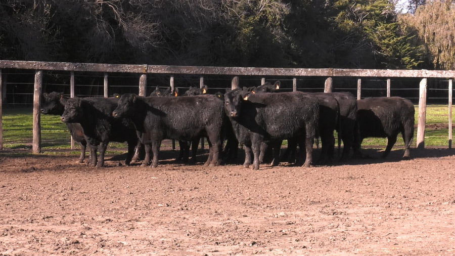 Lote VAQUILLONAS PURAS POR CRUZAS ( C/ garantía de preñez y con servicio)