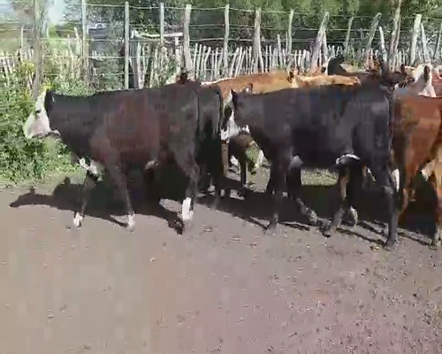Lote 103 Terneras en Villaguay, Entre Ríos