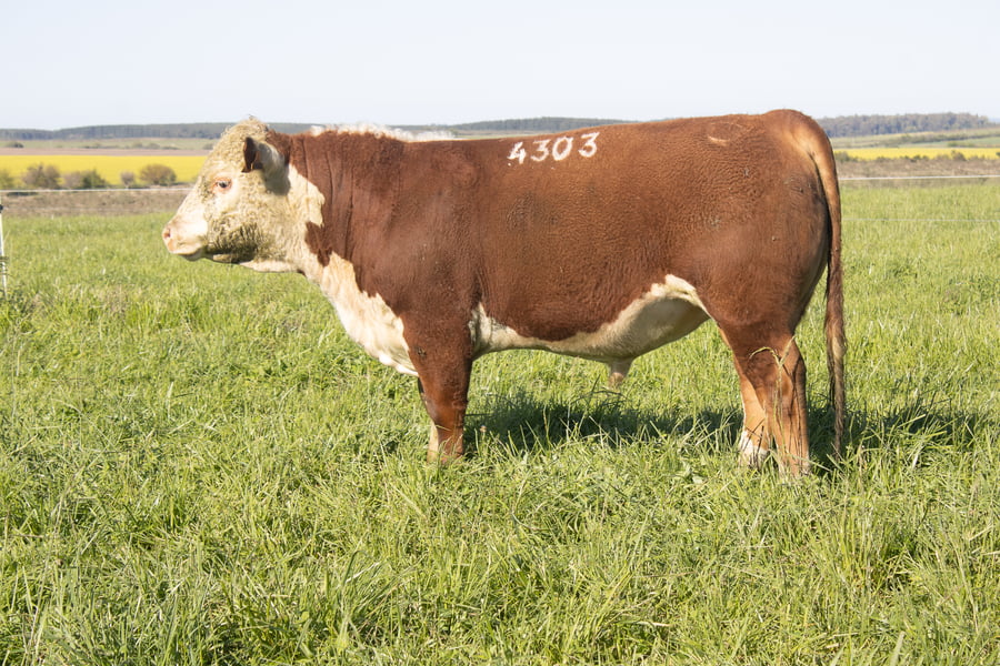 Lote 21