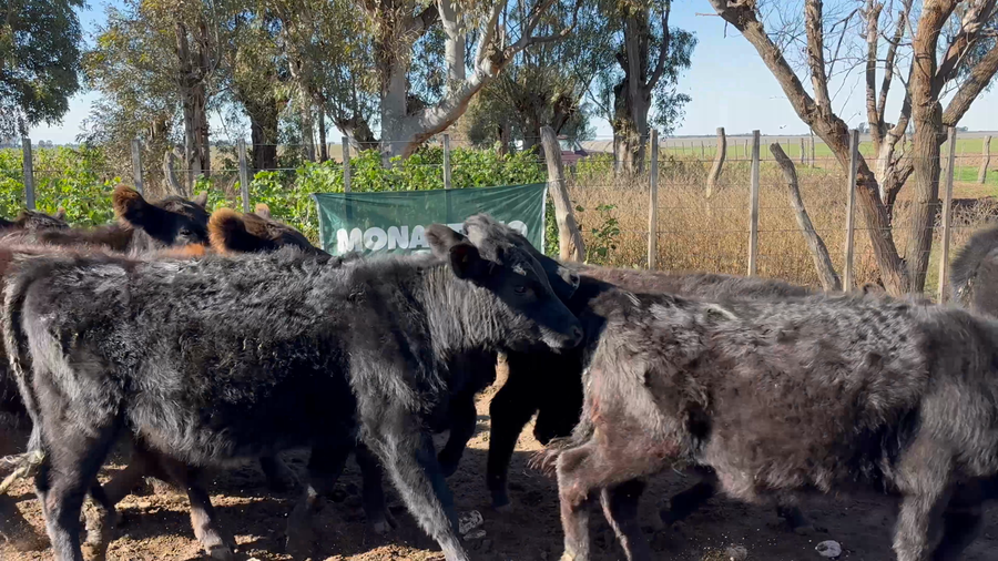 Lote 60 Terneros/as en La Pampa, Sta. Teresa
