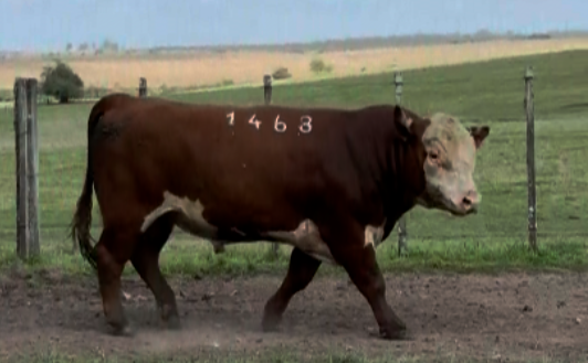 Lote Polled Hereford