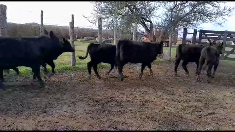 Lote 32 Terneros/as Aberdeen Angus en Gdor. Crespo, Santa Fe