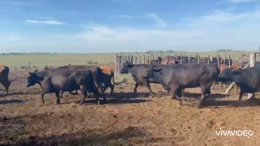 Lote 45 Vacas nuevas C/ gtia de preñez en Gral. Rodríguez, Buenos Aires