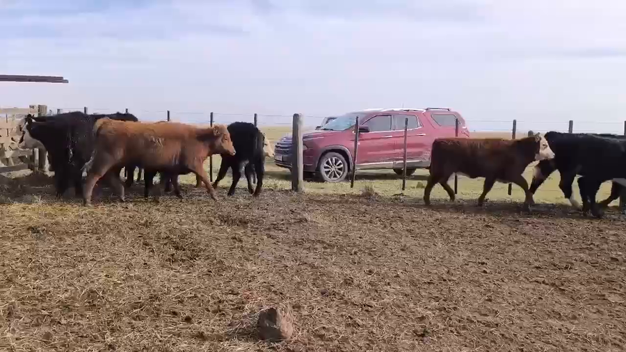 Lote 51 Terneras en Olavarria