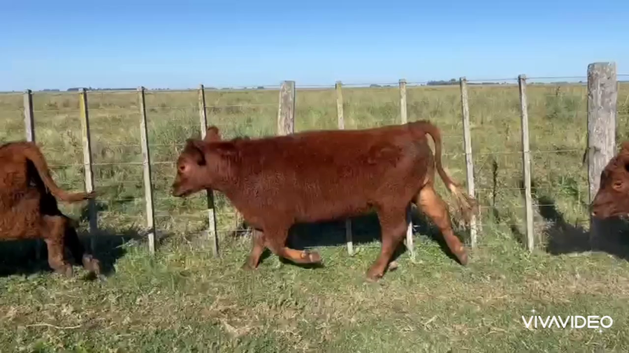 Lote 65 Terneros en Tapalqué, Buenos Aires