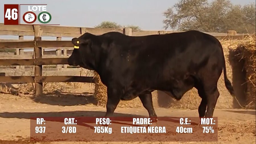 Lote Lote 46