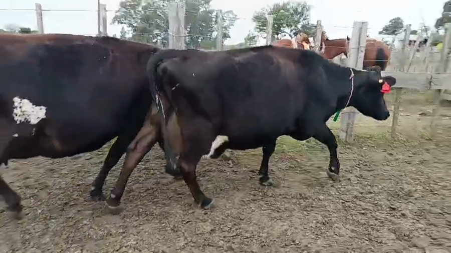 Lote 2 Vaca a remate en Pantalla Especial de Otoño 500kg - , San José