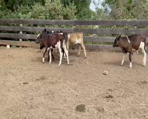 Lote (Vendido)6 Terneros HOL-CRUZA a remate en 2da Pantalla ENTRE MARTILLOS 80kg -  en CARRETA QUEMADA