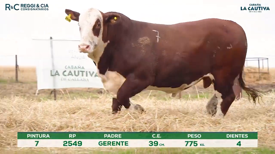 Lote Toros Braford controlados