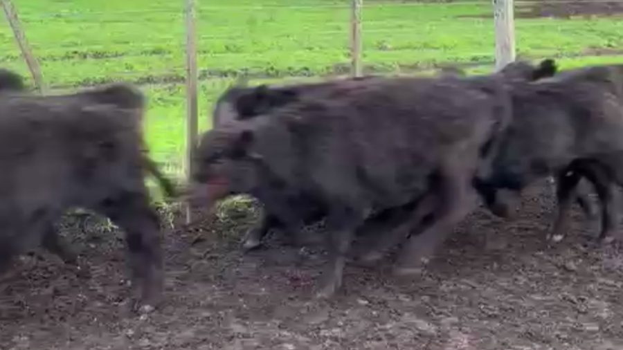 Lote 75 TERN. MACHOS, TANDIL, BS.AS.