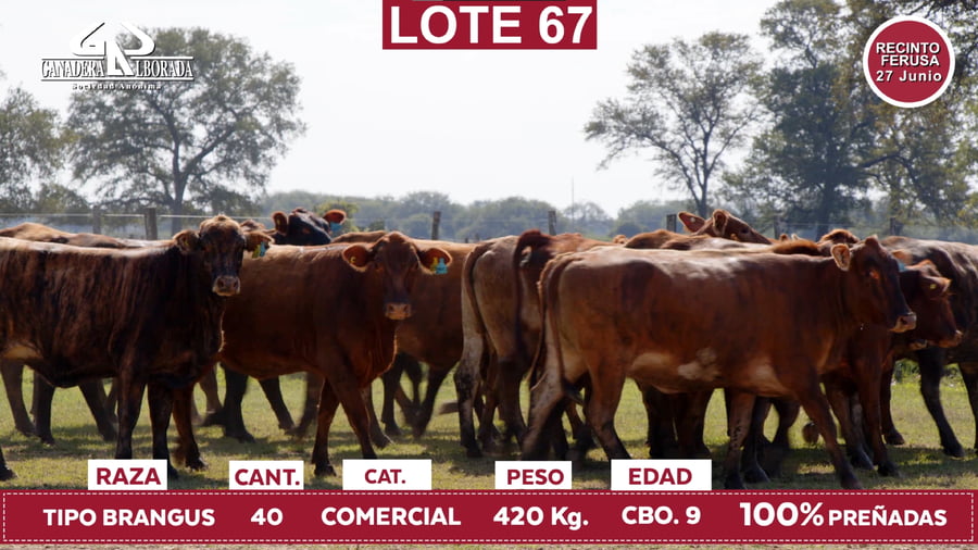 Lote Reproductores de Alborada - Lote 67