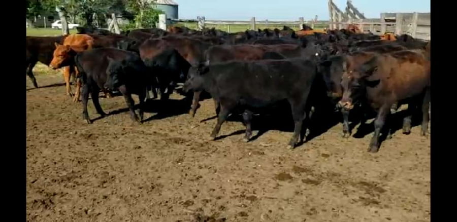 Lote 60 Terneros en Villaguay, Entre Ríos