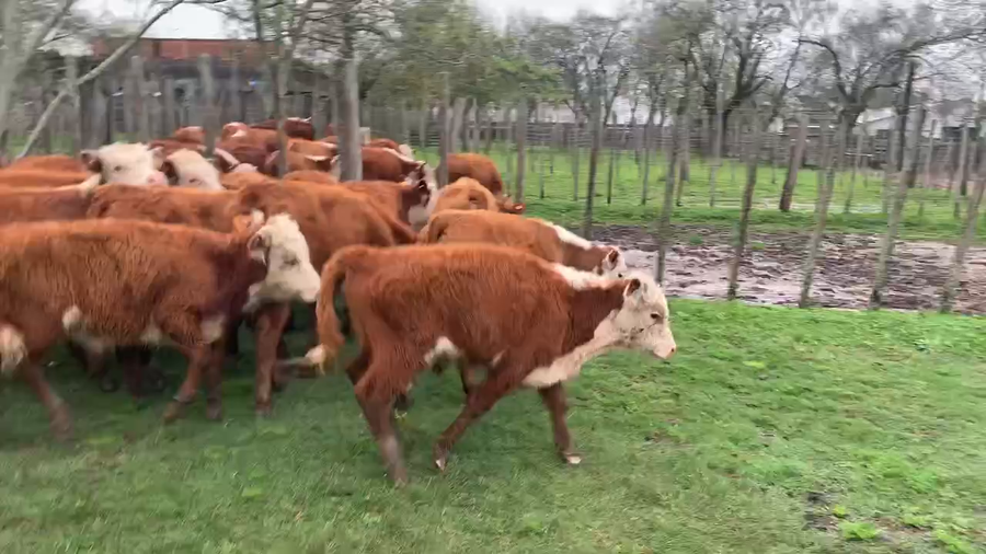 Lote 22 Terneros en Melo, Cerro Largo