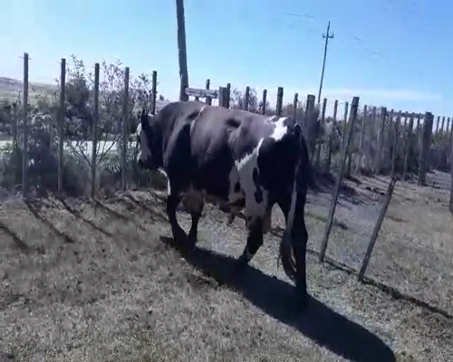 Lote Toros NORMANDO CRUZA a remate en Pantalla Camy 800kg - , San José