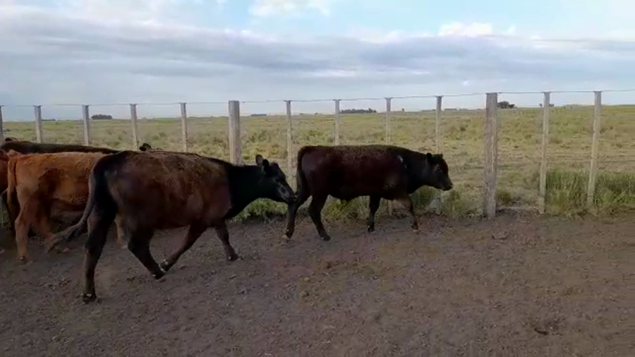 Lote 36 Terneros/as en Benito Juárez, Buenos Aires