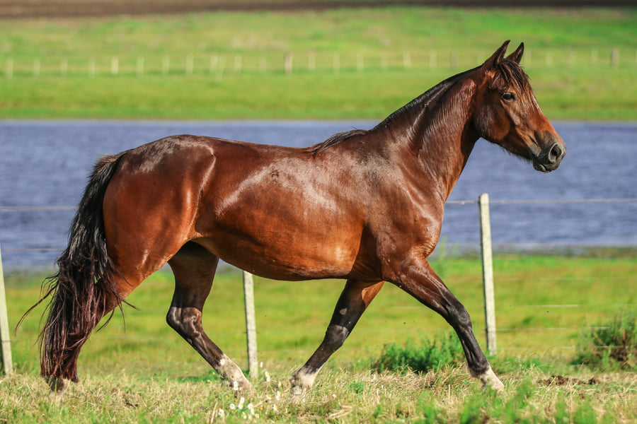 Lote CATANDUVA CINDERELA