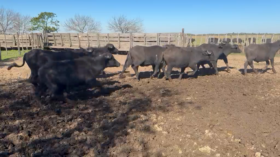 Lote 42 Búfalos