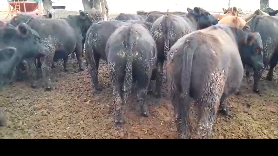 Lote 30 NOVILLITOS/VAQUILLONAS