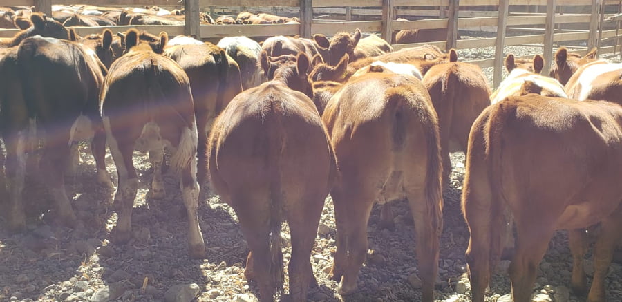 Lote 60 Vaquilla Engorda en Futrono, XIV Región Los Ríos