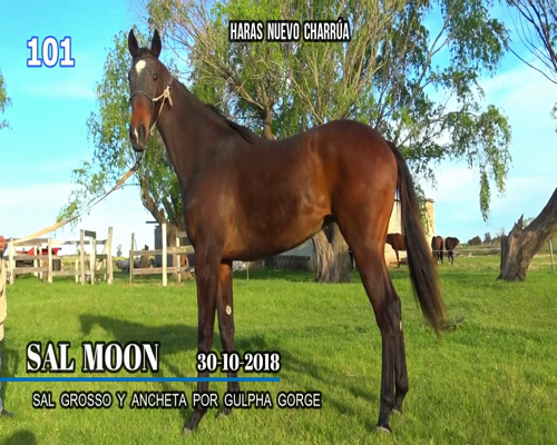 Lote SAL MOON