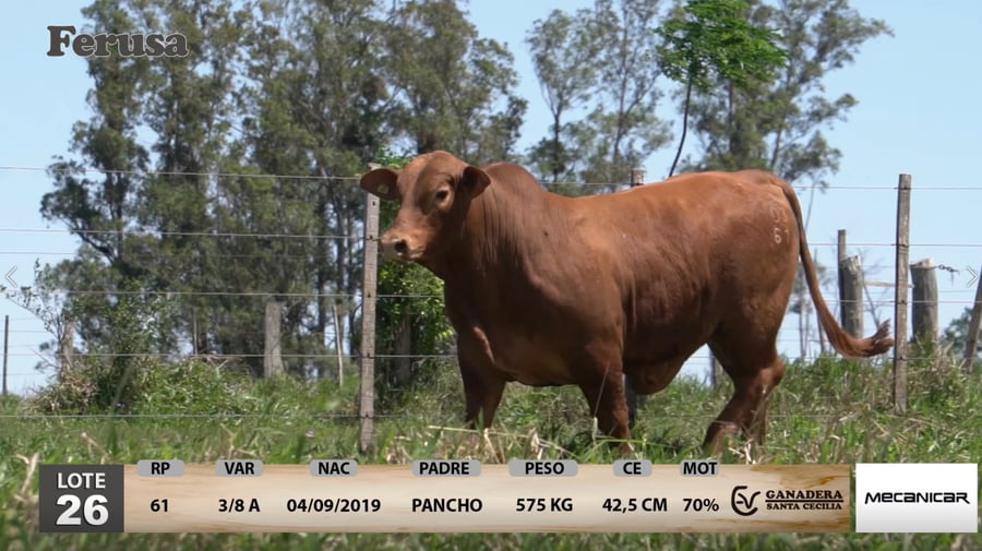 Lote Ganadera Santa Cecilia - Lote 26