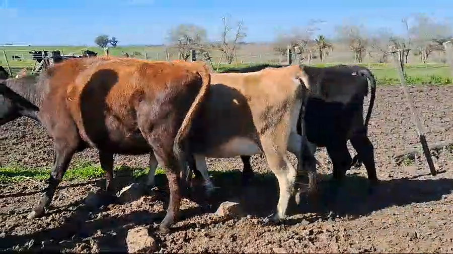 Lote 3 Vaquillonas  Kiwi Proximos a remate en Pantalla Aniversario - Escritorio Camy 400kg -  en Ruta 3 km 120