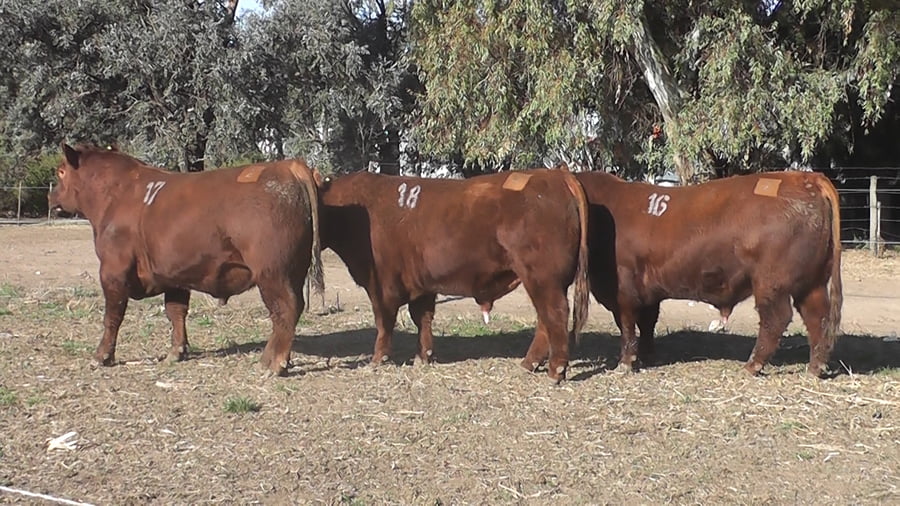 Lote TOROS PUROS CONTROLADOS COLORADOS