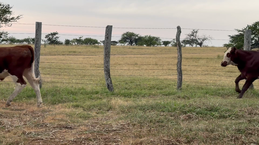 Lote 100 Terneros en Corrientes, Curuzu Cuatia